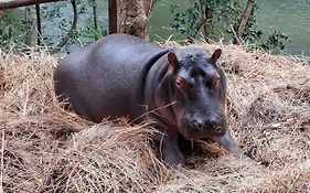 Jessica The Hippo
